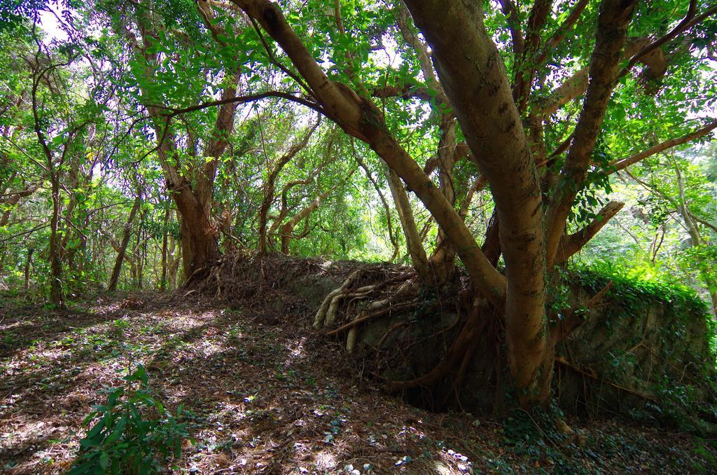 יקושימה Cottage Views מראה חיצוני תמונה